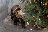 Medvědí vánoce, 24.12.2014, Advent a Vánoce v Českém Krumlově, foto: Lubor Mrázek