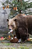 Christmas for the Bears, 24.12.2017, Advent and Christmas in Český Krumlov, photo by: Lubor Mrázek