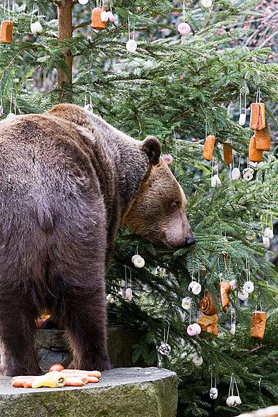 Medvědí vánoce, 24.12.2017, Advent a Vánoce v Českém Krumlově