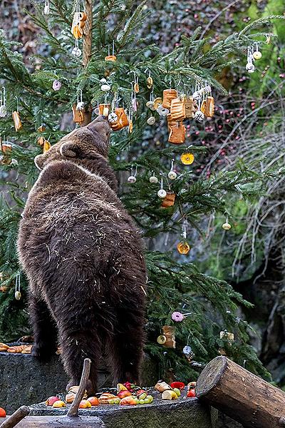 Christmas Day – Bear Christmas in Český Krumlov 24.12.2019