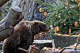 Christmas Day – Bear Christmas in Český Krumlov 24.12.2019, photo by: Lubor Mrázek