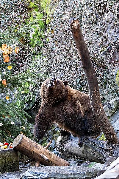 Christmas Day – Bear Christmas in Český Krumlov 24.12.2019