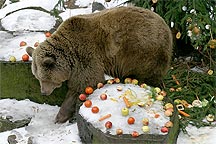24. prosince - Medvědí vánoce, advent a vánoce 2005 v Českém Krumlově 