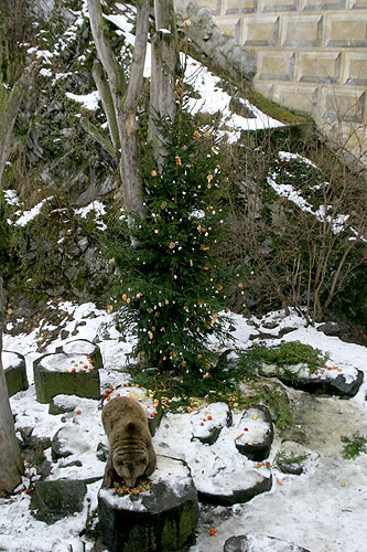 24. prosince - Medvědí vánoce, advent a vánoce 2005 v Českém Krumlově