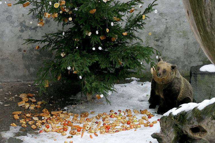 24. prosince - Medvědí vánoce, advent a vánoce 2005 v Českém Krumlově