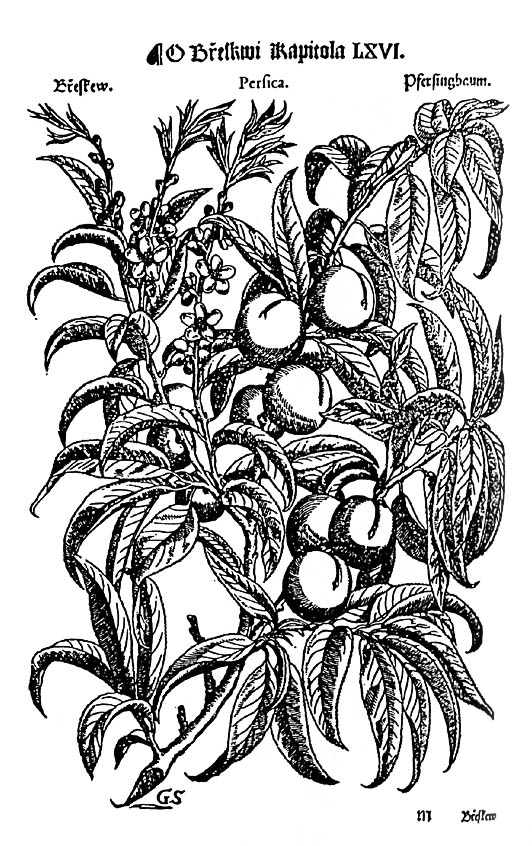 Abbildung eines Pfirsichs aus dem Mattioli-Herbar aus dem Jahre 1562