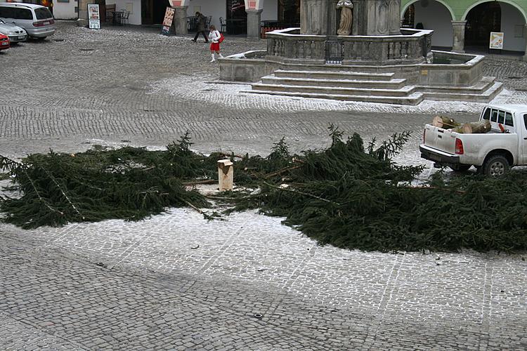 Kácení vánočního stromku