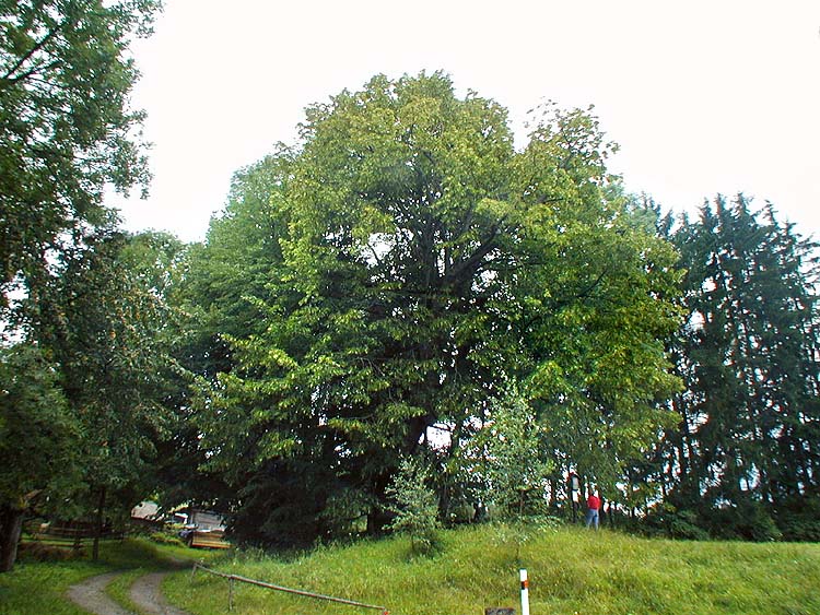 The lime tree in the community of Běleň