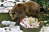 Bärenweihnachten, Foto: Lubor Mrázek 