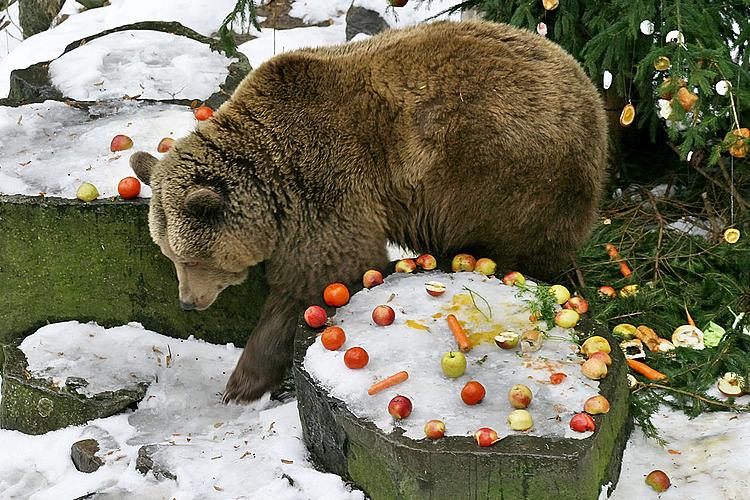 Bärenweihnachten, Foto: Lubor Mrázek