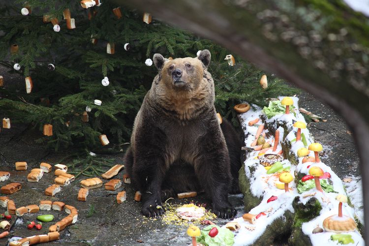 Medvědí Vánoce
