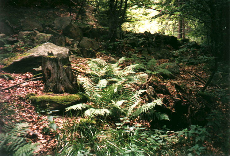 1213bŽofínský prales