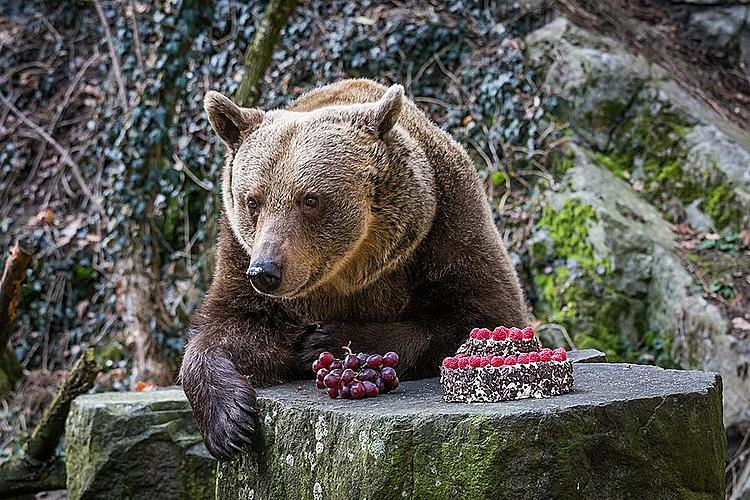 Bärenweihnachten